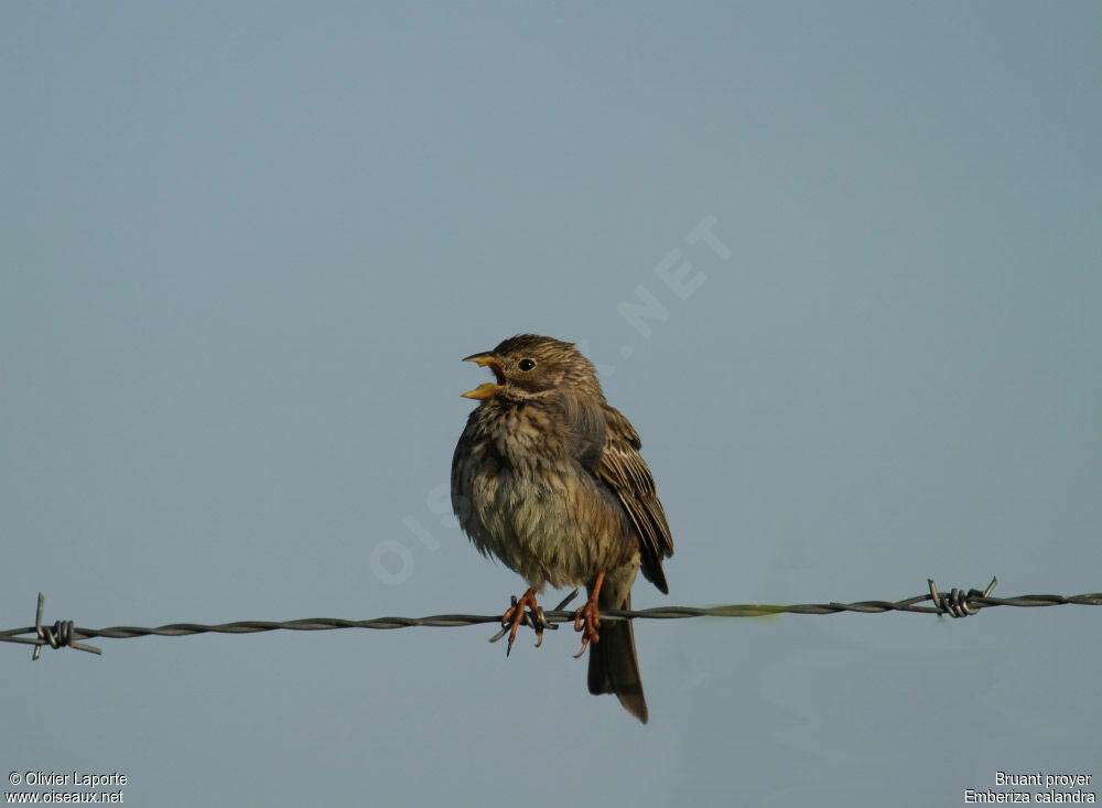 Corn Bunting, song