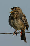 Corn Bunting