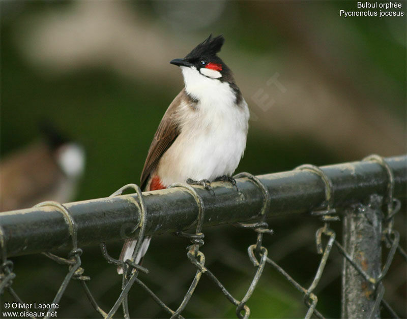 Red-whiskered Bulbul