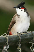 Red-whiskered Bulbul