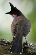 Red-whiskered Bulbul