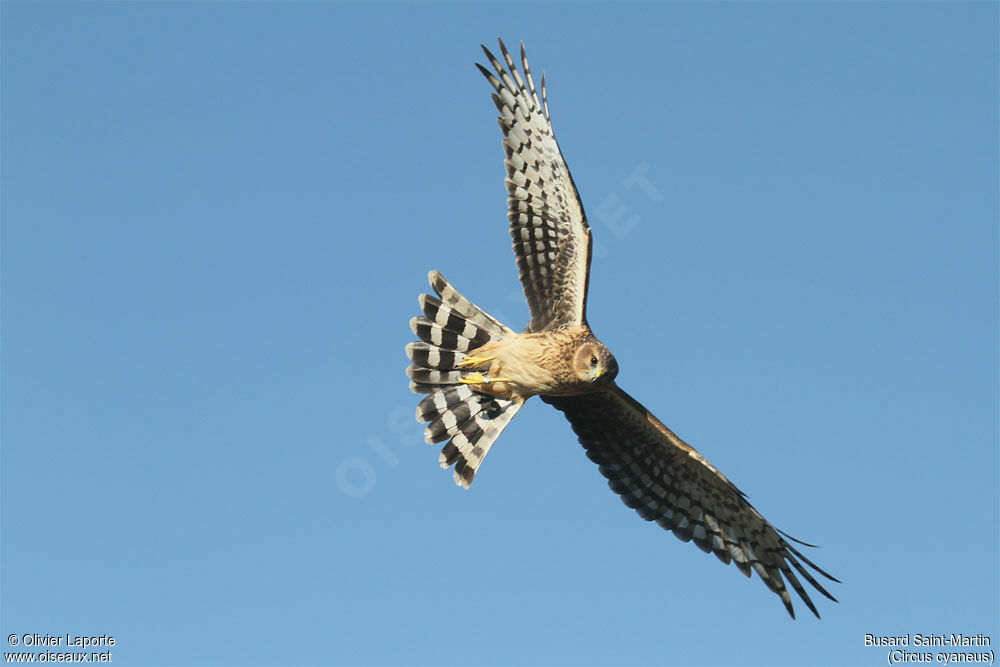 Hen Harrierjuvenile