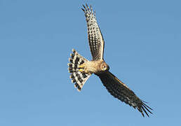 Hen Harrier