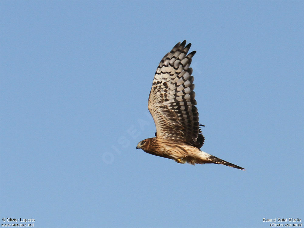 Hen Harrier