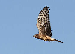 Hen Harrier