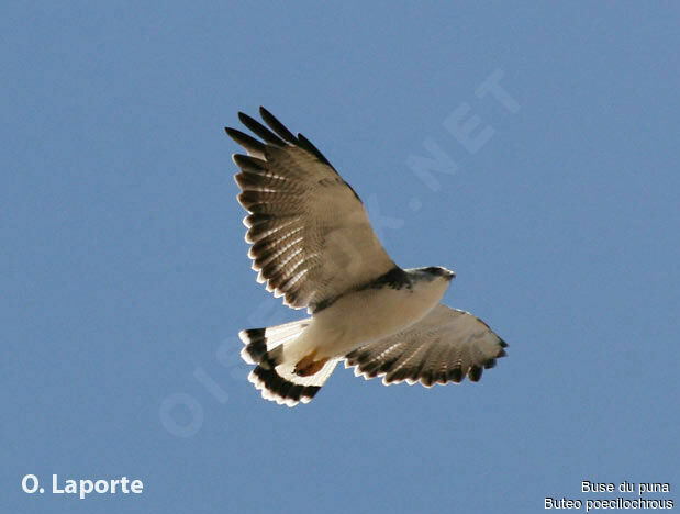 Variable Hawk (poecilochrous)adult