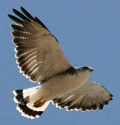 Variable Hawk (poecilochrous)