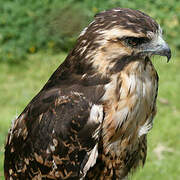 Variable Hawk (poecilochrous)