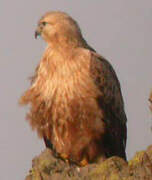 Long-legged Buzzard