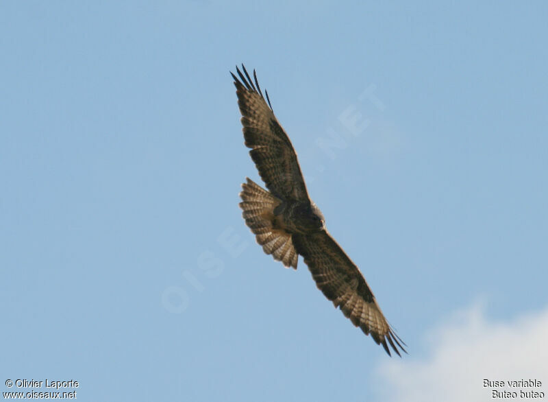 Common Buzzard, Flight