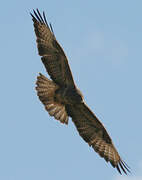 Common Buzzard