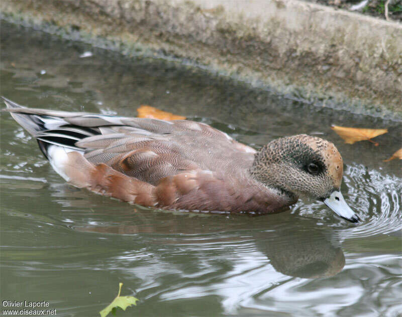 Canard à front blanc femelle adulte transition, identification