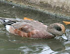 Canard à front blanc