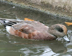 American Wigeon