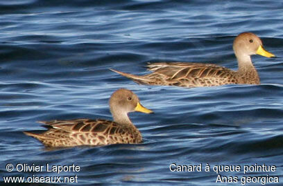 Yellow-billed Pintail