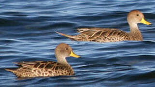 Yellow-billed Pintail