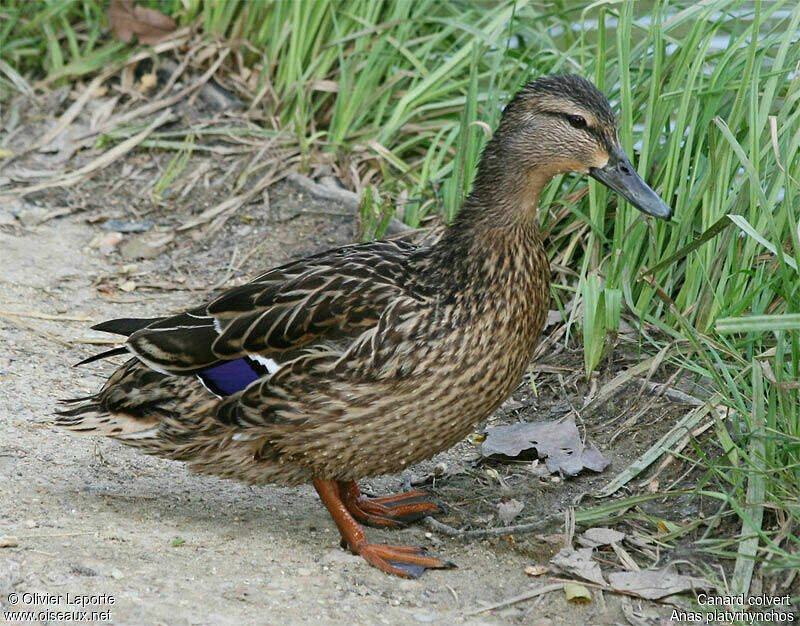 Canard colvert femelle adulte nuptial - olla34074