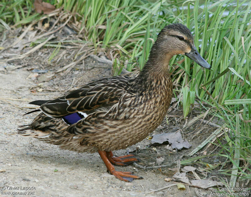 Canard colvert femelle adulte nuptial