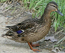 Canard colvert