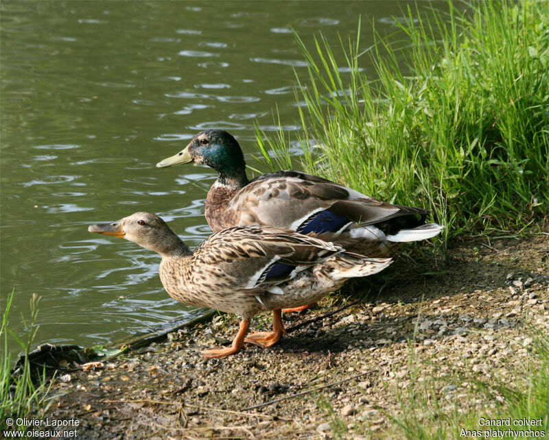 Canard colvert adulte nuptial