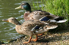 Canard colvert