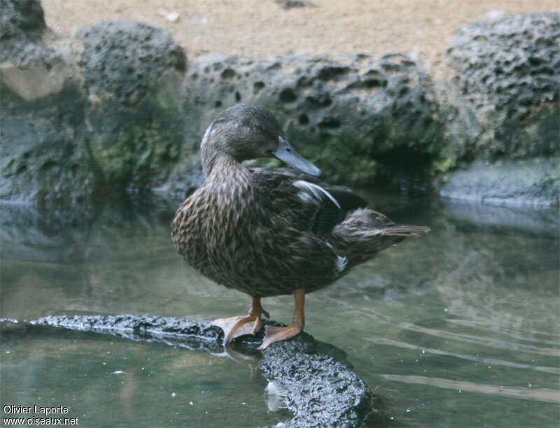 Meller's Duckadult, close-up portrait