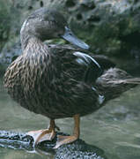 Meller's Duck