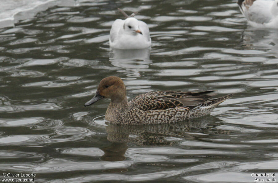 Canard pilet femelle