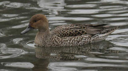 Canard pilet