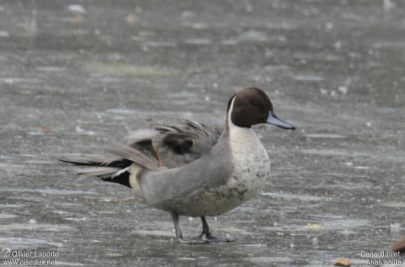 Northern Pintail female