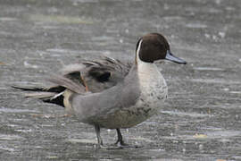 Northern Pintail