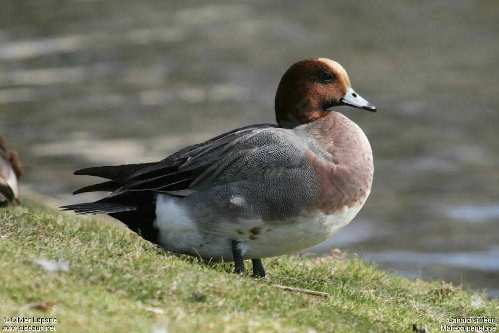 Canard siffleur mâle, identification