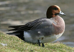 Eurasian Wigeon