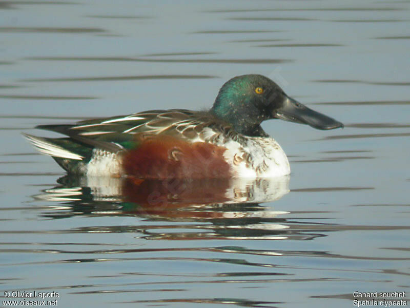 Northern Shoveler male adult post breeding