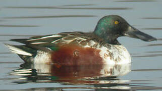 Canard souchet