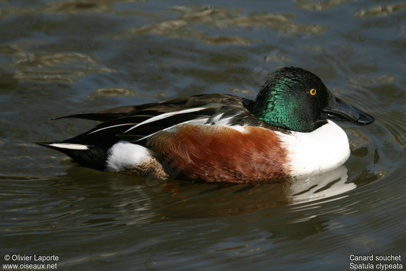 Canard souchet mâle adulte, identification