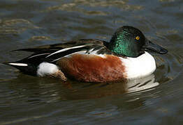 Northern Shoveler