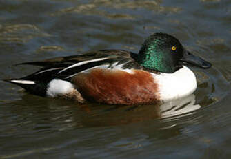 Canard souchet