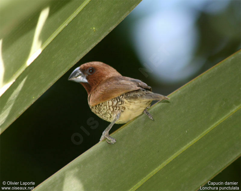 Scaly-breasted Munia