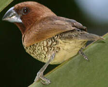 Scaly-breasted Munia