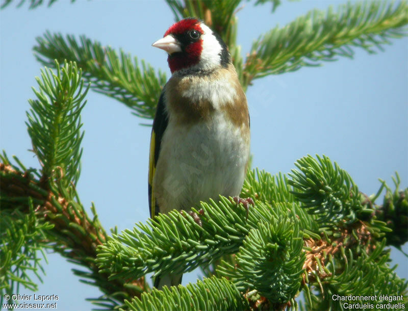 European Goldfinch male adult