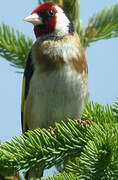 European Goldfinch