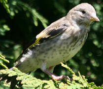 European Goldfinch