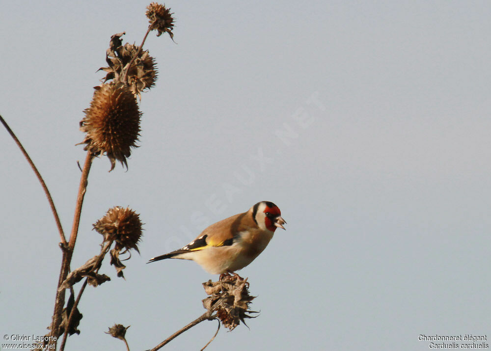 European Goldfinch, feeding habits