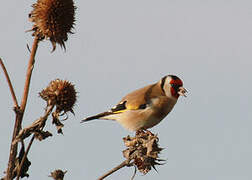 European Goldfinch