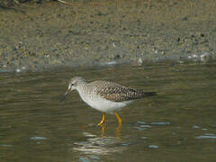 Lesser Yellowlegs