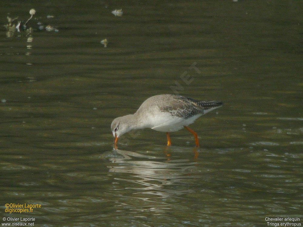 Spotted Redshank