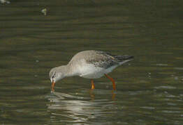 Spotted Redshank