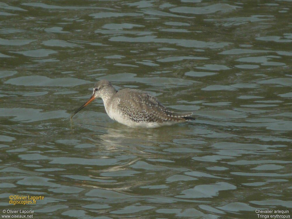 Spotted Redshank