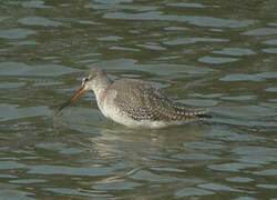 Spotted Redshank